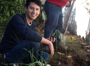 Planting garlic in the Presidio Heritage Garden today, on his winter break from school. Photo by Anne Petersen. 
